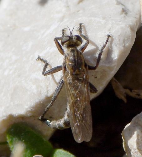 Réf. 240 904 : Neoepitriptus setosulus